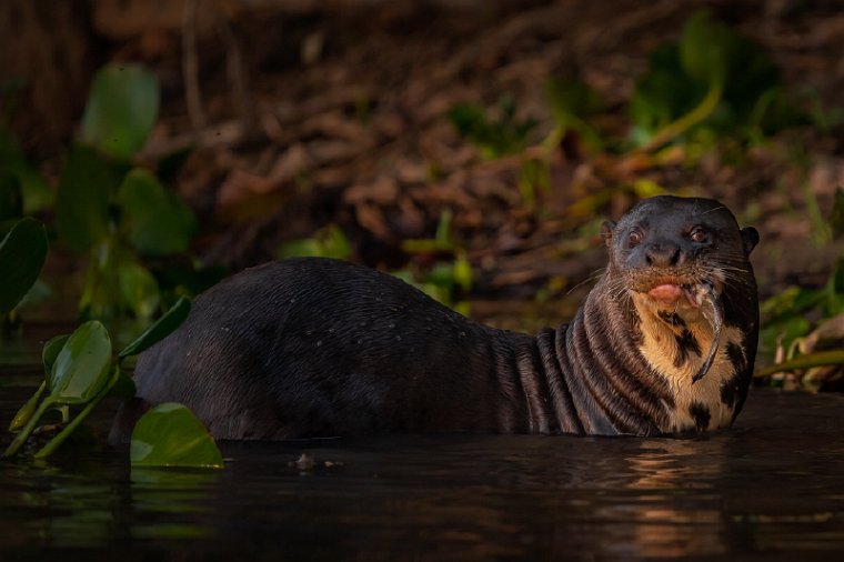 027 Pantanal Noord, reuzenotter.jpg